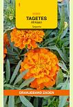 Tagetes Tangerine