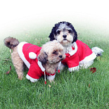 QHP kerstjas voor honden