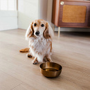 District 70 Voer- en Drinkbak Royal Gold