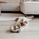 District 70 Voer- en Drinkbak Royal Silver