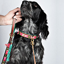 Dog with a Mission hondenlijn Boho Rosa