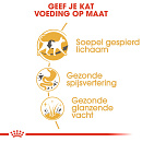 Royal Canin Kattenvoer Siamese Adult 10 kg