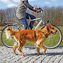 TRIXIE fiets- en jogginglijn zwart