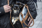 Innopet schoudertas Hond Traveler Urban black/cognac