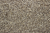 Zonnepitten Gepeld <br>1,6 kg