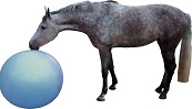 QHP paardenvoetbal blauw 100 cm