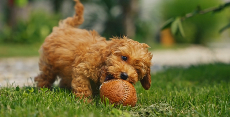 Kwispel-proof speelplezier