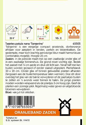 Tagetes Tangerine