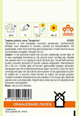 Tagetes Tangerine