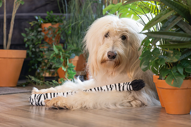 Beeztees Hondenspeelgoed Jungle Zebrastaart