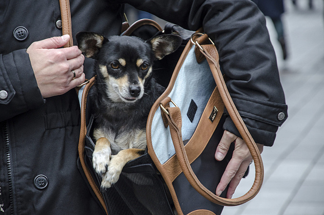 Innopet schoudertas Hond Traveler Urban black/cognac