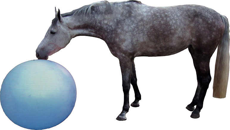 QHP paardenvoetbal blauw 100 cm