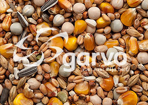 Garvo Rui/Rust 20 kg