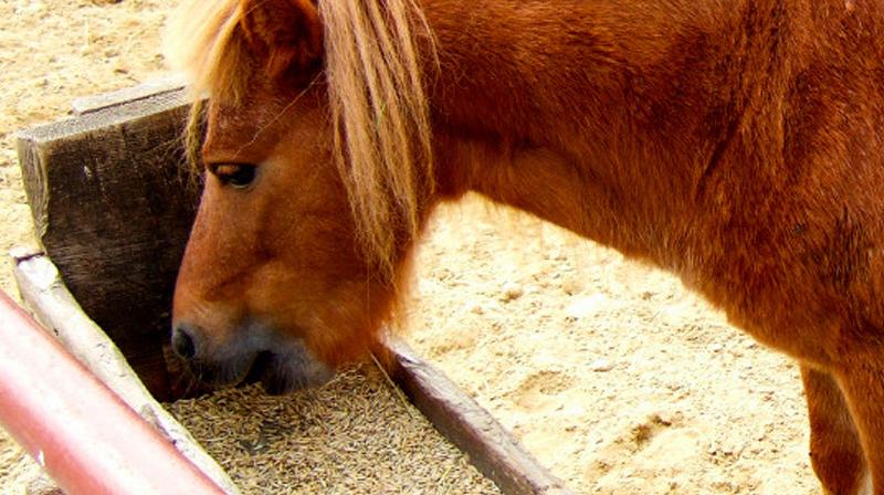 Voeding voor je paard
